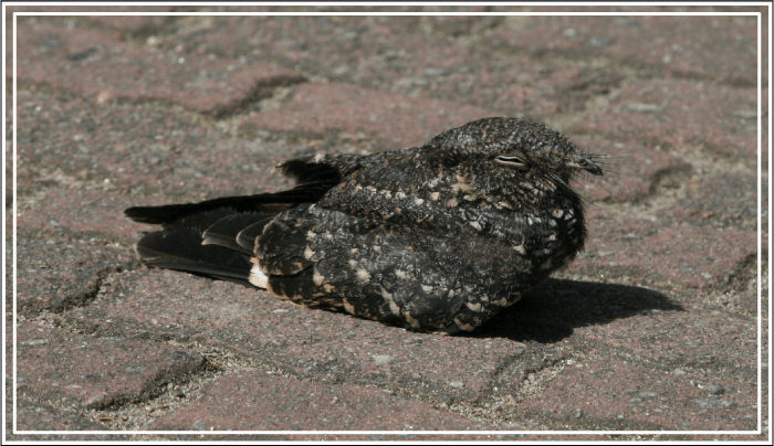 Pássaro bacurau-da-telha