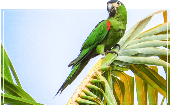 Pássaro Maracanã-pequena