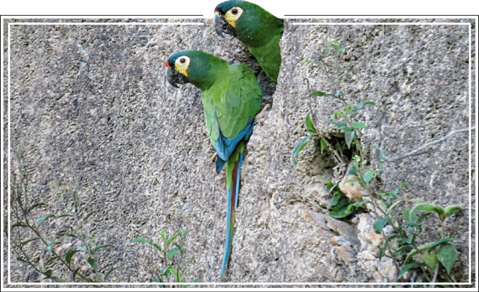 Pássaro Garrincha-chorona