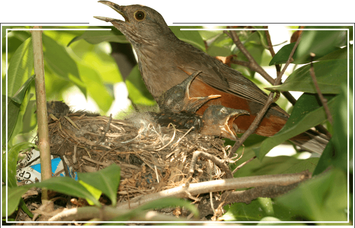 Pássaro sabiá-laranjeira---turdus-rufiventris