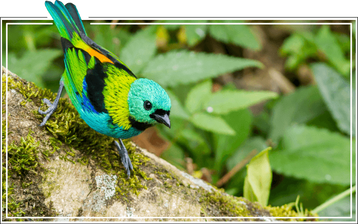 Pássaro saíra-sete-cores---tangara-seledon