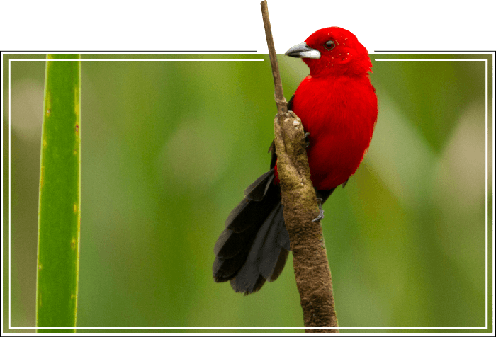 Pássaro tiê-galo---lanio-cristatus